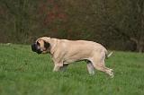 MASTIFF 278